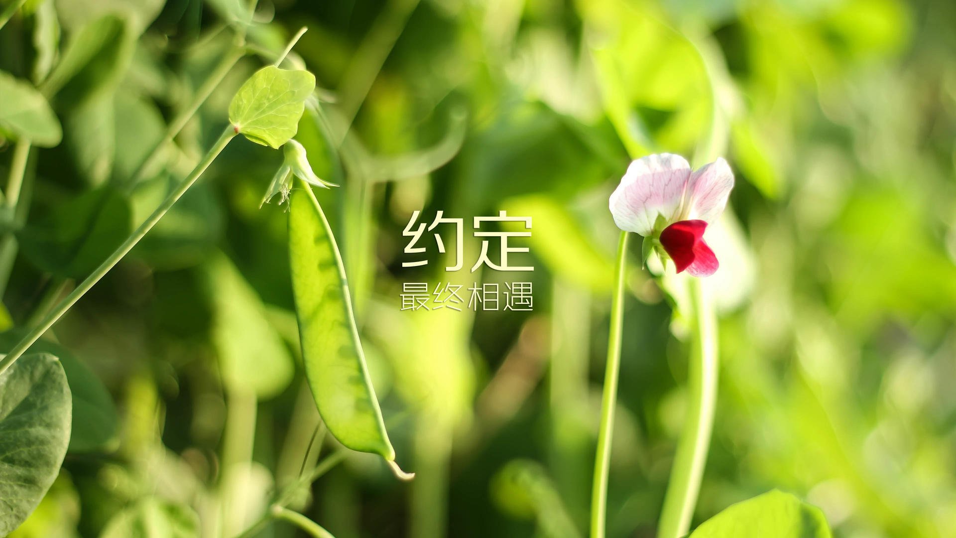世俱杯决赛-意甲VAR系统语义模型提升争议判罚处理效率，意甲var使用规则