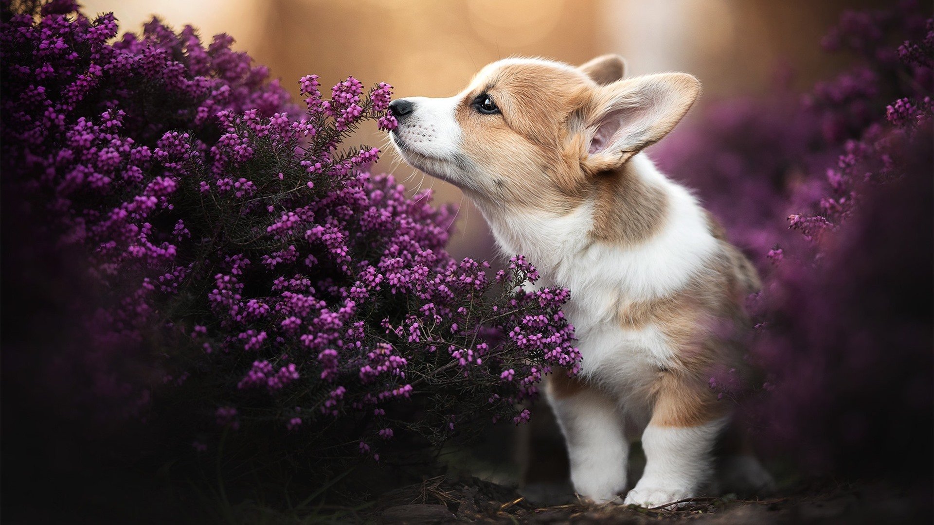 法甲赛季后半段球队转手政策与俱乐部经营压力，法甲2021-2022赛季转播权