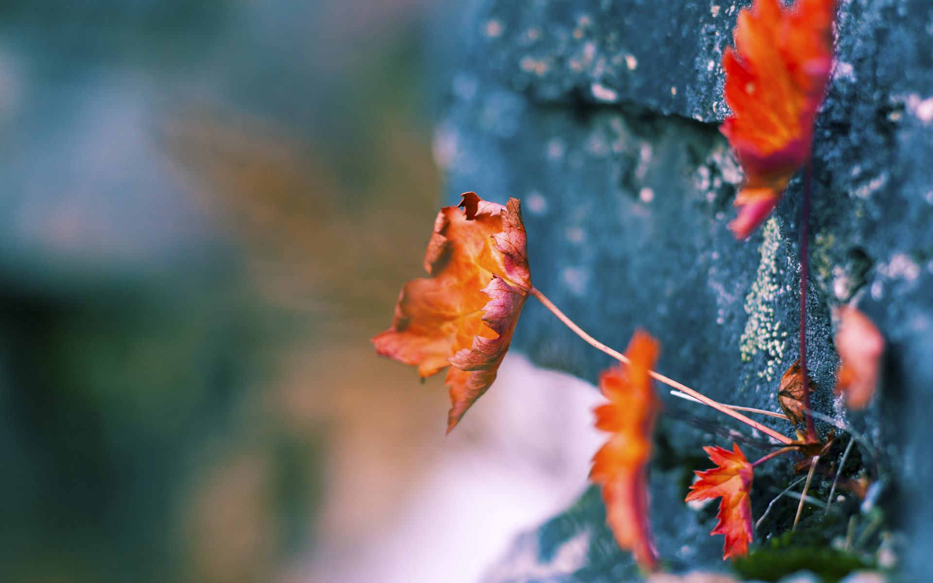 篮球专项技能动作标准化训练体系构建及优化，篮球的专项技术动作名称及方法