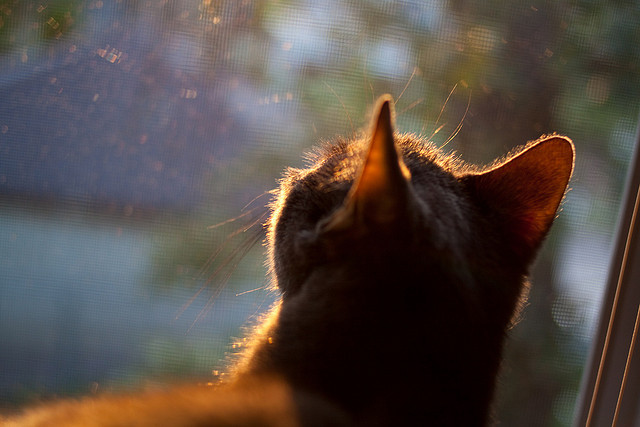 青少年体育社交行为与心理健康关联研究，体育运动对青少年心理健康的影响