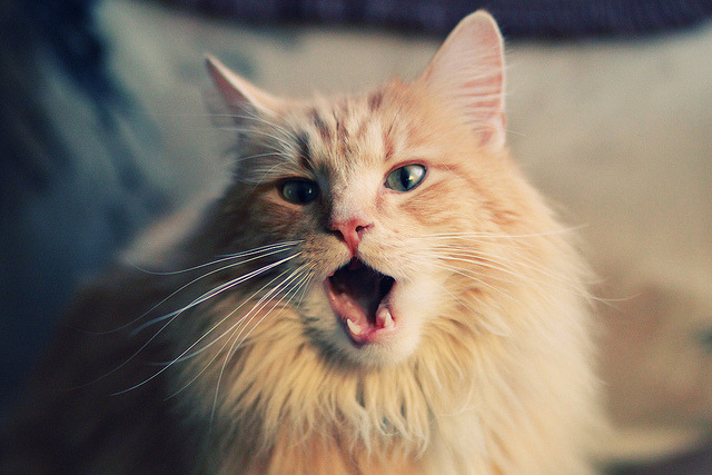 加拿大队未来发展规划：从基层训练到世界赛事的全方位提升，加拿大队队员